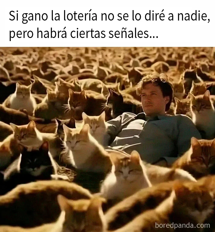 20 Divertidos memes de gatos para sacarte una sonrisa