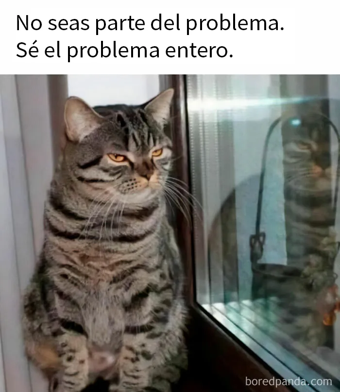 20 Divertidos memes de gatos para sacarte una sonrisa