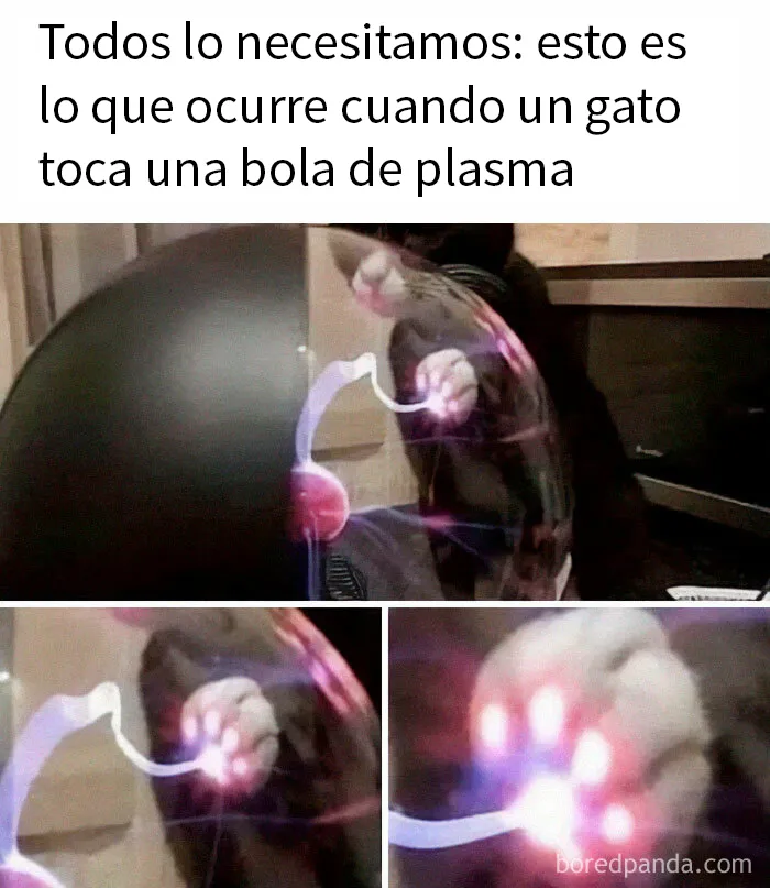 20 Divertidos memes de gatos para sacarte una sonrisa