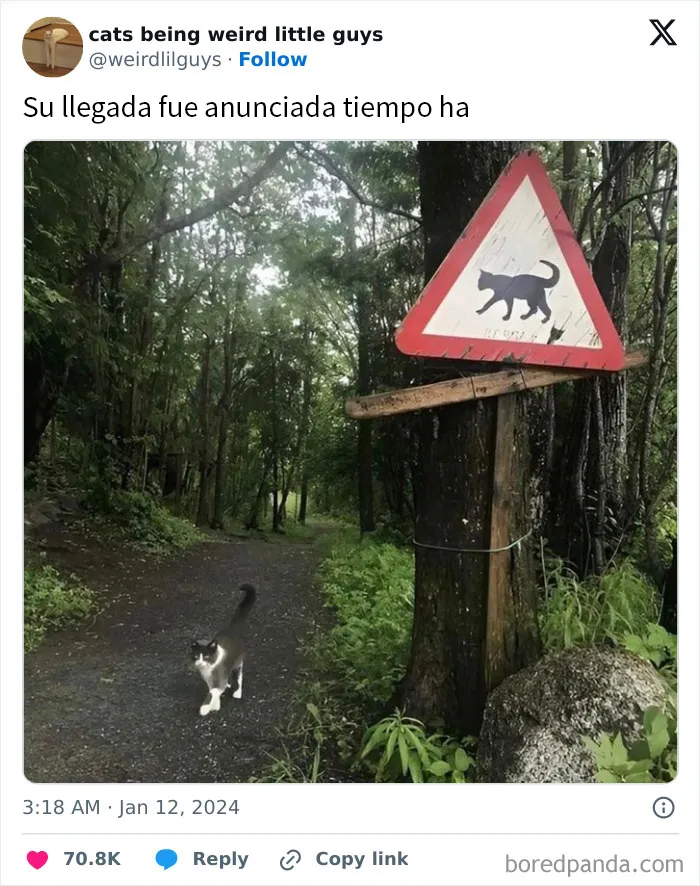 20 Divertidos memes de gatos para sacarte una sonrisa