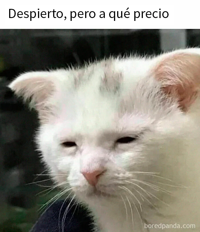 20 Divertidos memes de gatos para sacarte una sonrisa