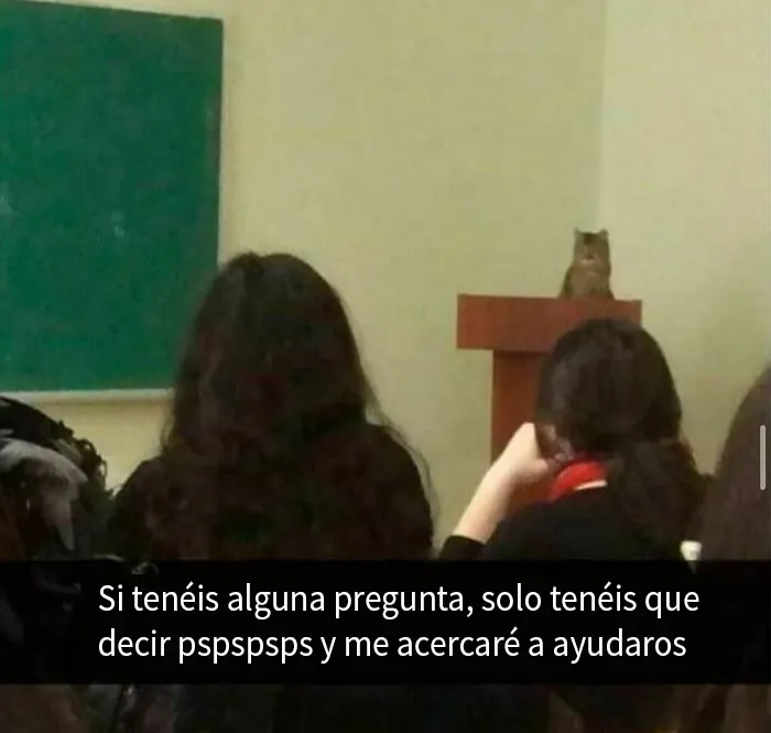 20 Divertidos memes de gatos para sacarte una sonrisa