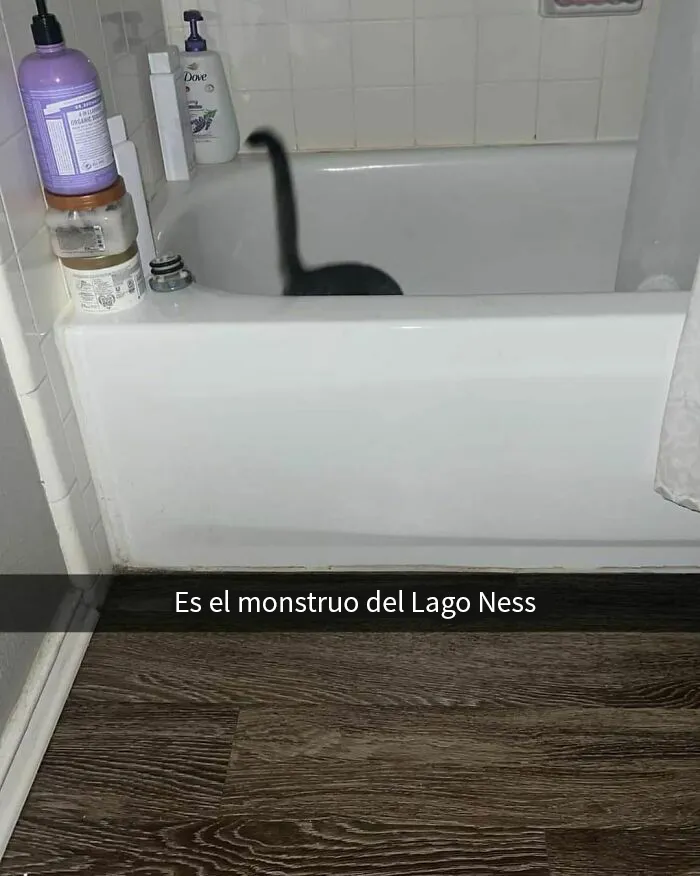 20 Divertidos memes de gatos para sacarte una sonrisa