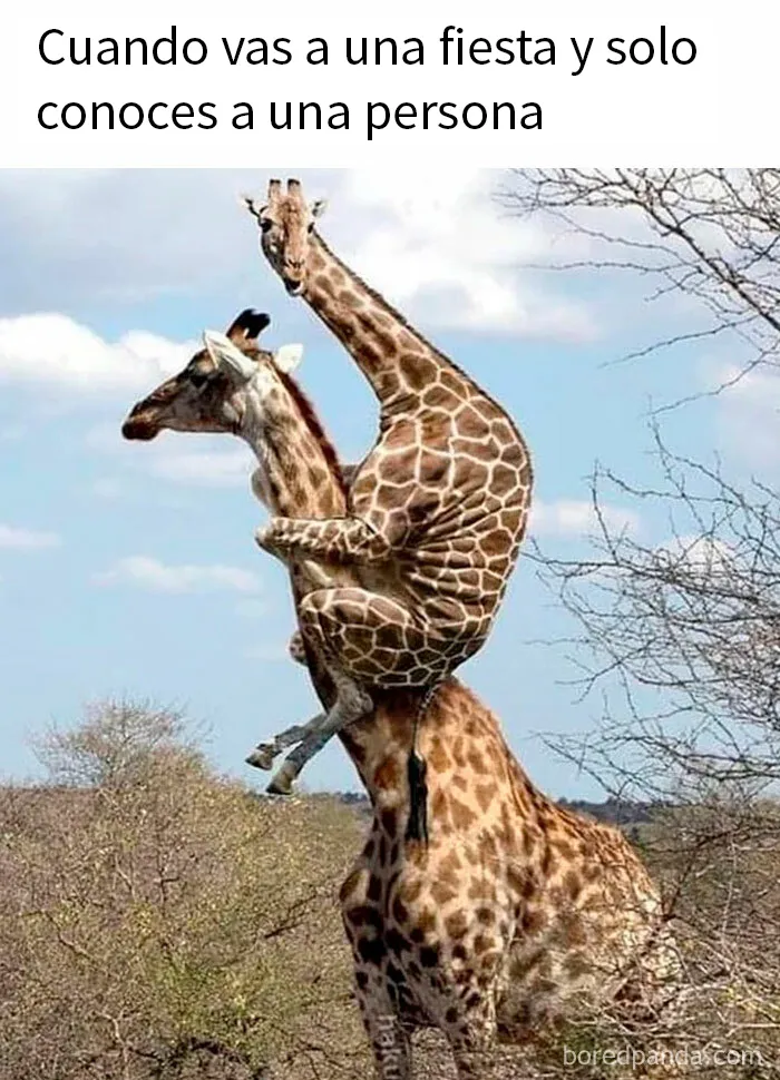 20 Divertidos memes que harán reír a todos los introvertidos (nuevas imágenes)