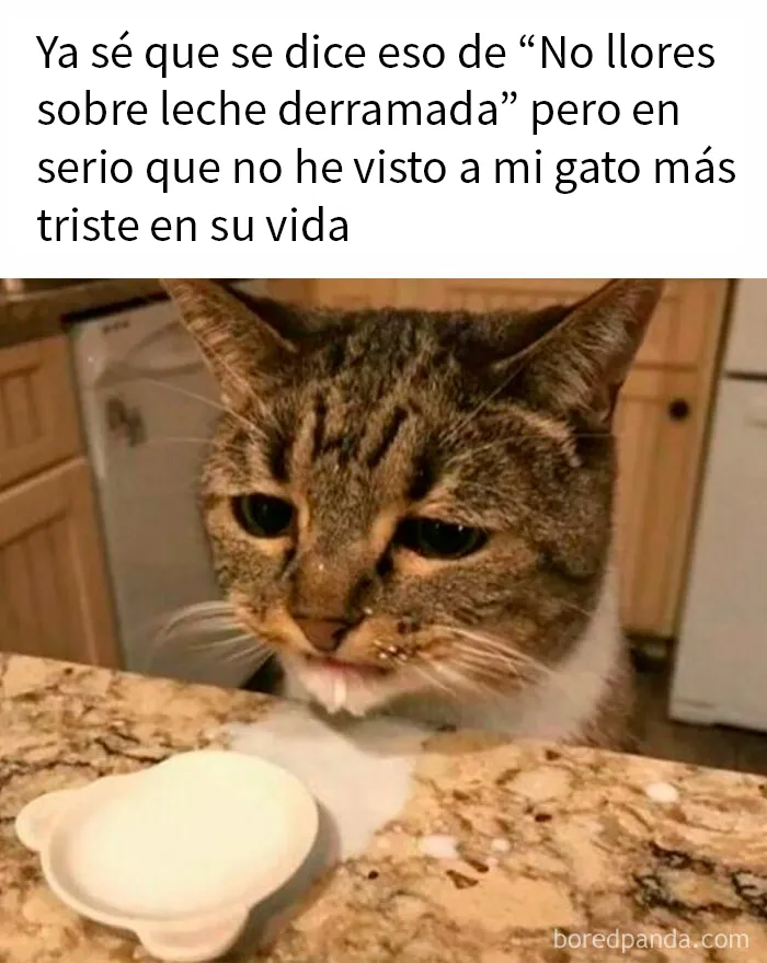 20 Memes aleatorios para divertirte, preocuparte o ambos a la vez