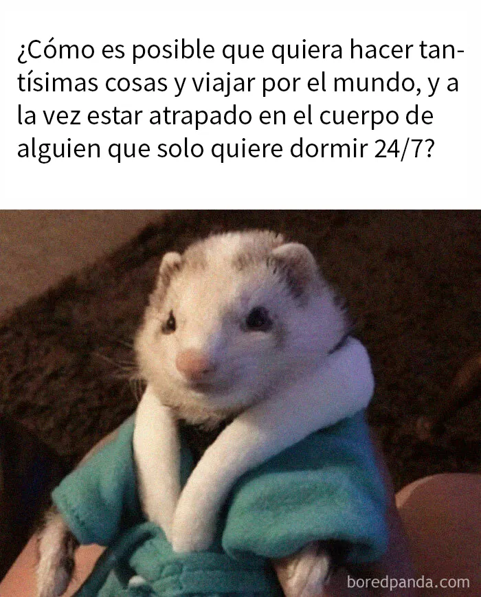 20 Memes divertidos y aleatorios con los que identificarse