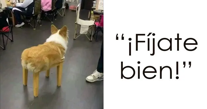 21 Imágenes sin contexto que no lo necesitan para hacerte reír