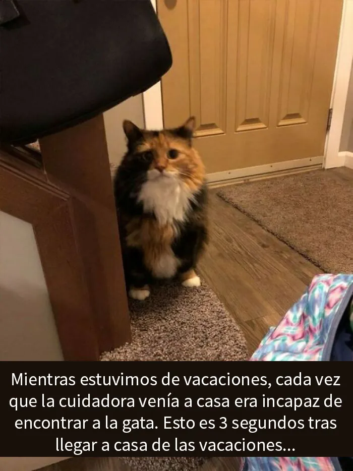 20 Memes reconfortantes para devolverte la fe en la humanidad