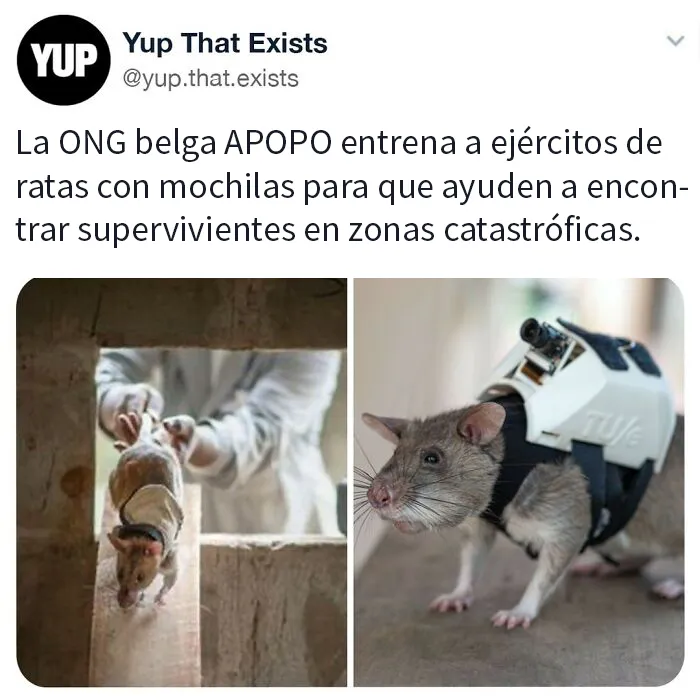 «Sí, eso existe»: 20 Cosas que quizá no sabías que existían (nuevas fotos)