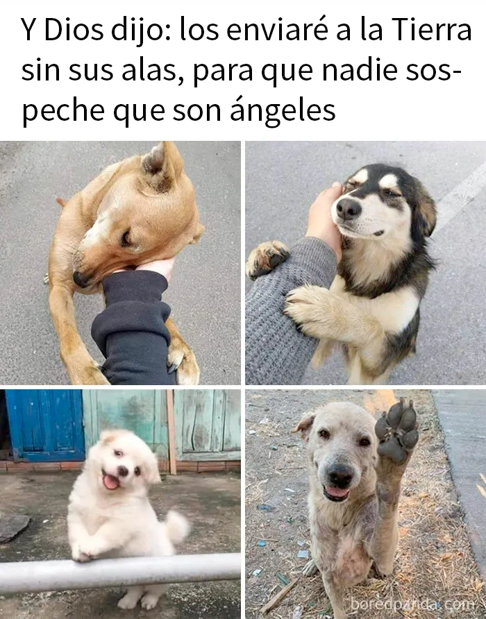20 Divertidos memes sobre cosas de la vida para alegrártela un poco