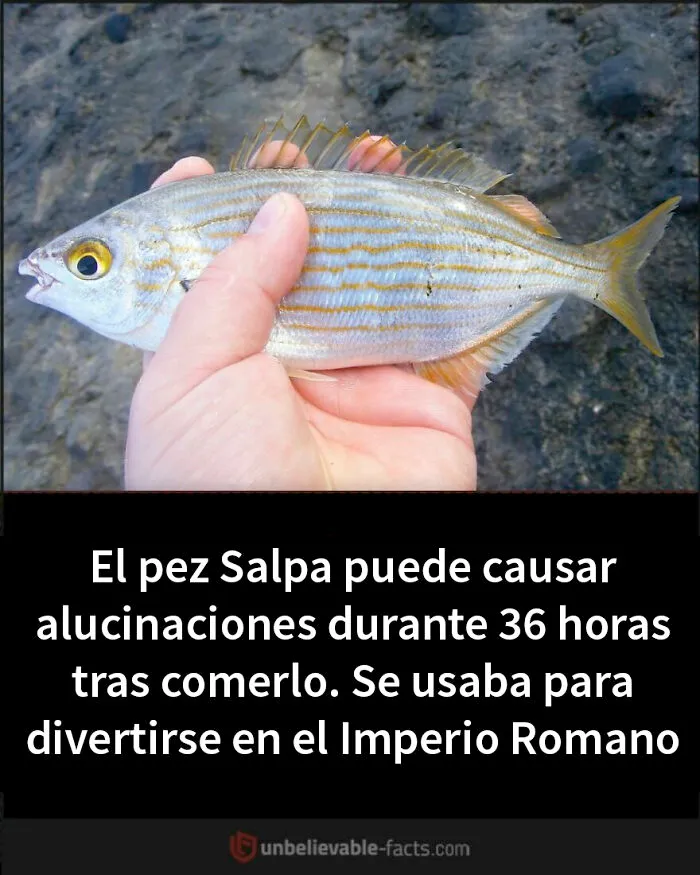 16 Datos fascinantes que te dejarán alucinando