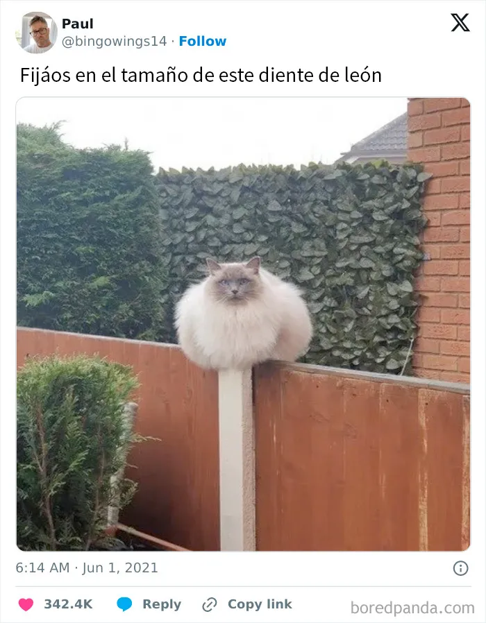 20 Memes británicos que te harán partirte de risa