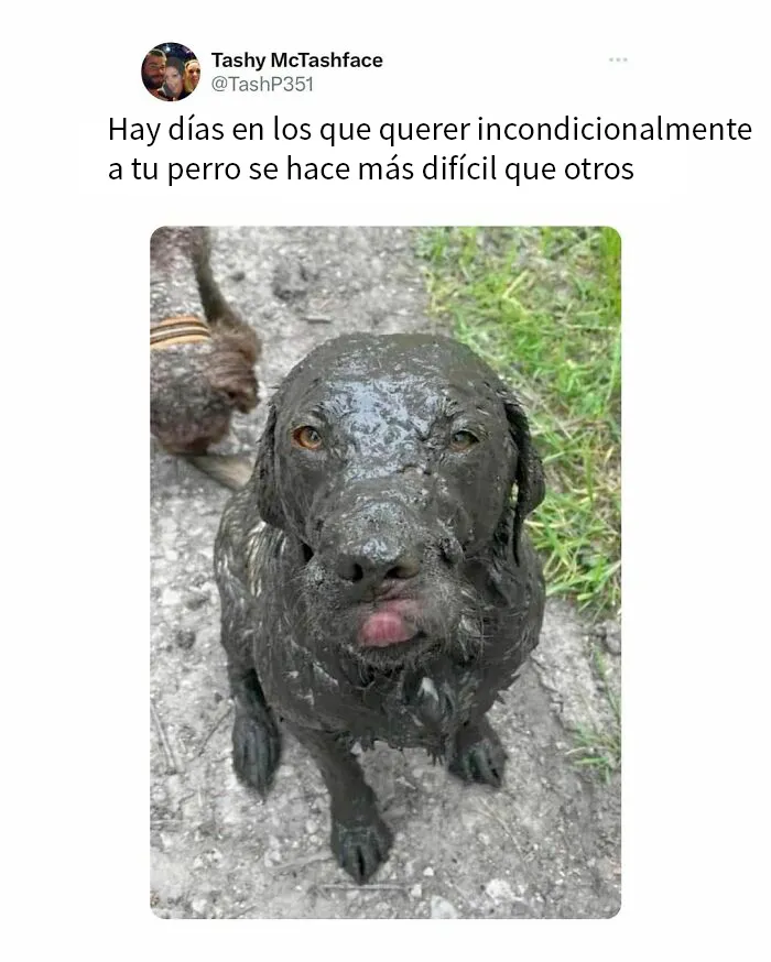 20 Memes británicos que te harán partirte de risa