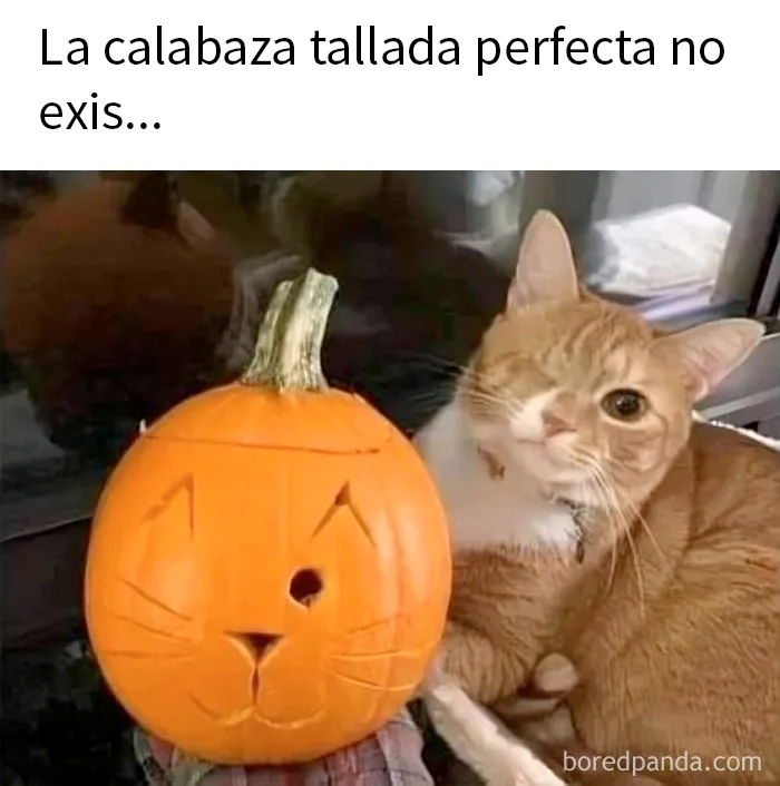 20 Publicaciones geniales de este grupo de FB dedicado al contenido reconfortante