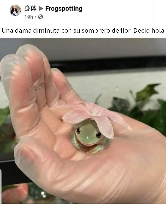 20 Publicaciones geniales de este grupo de FB dedicado al contenido reconfortante