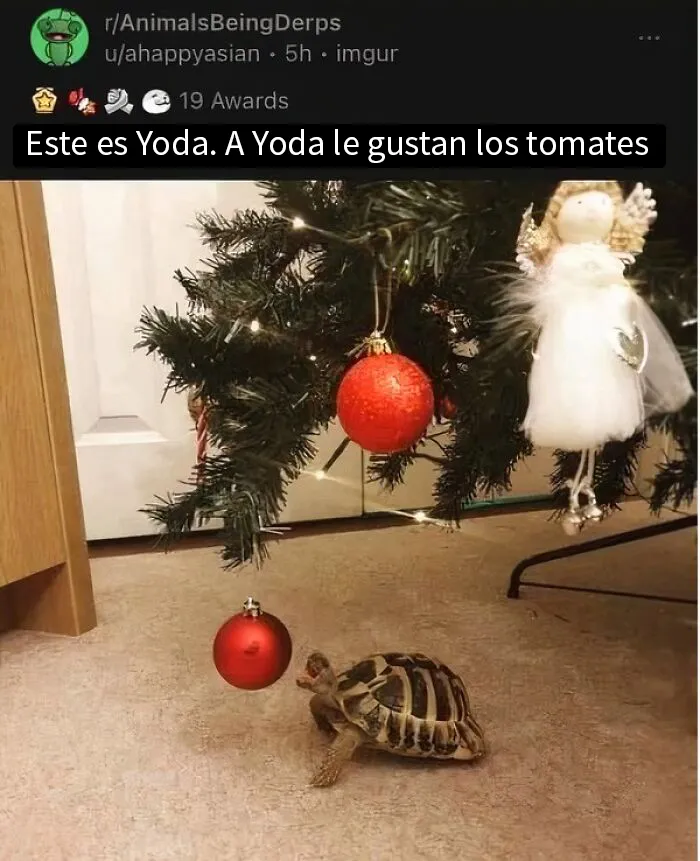 20 Publicaciones geniales de este grupo de FB dedicado al contenido reconfortante