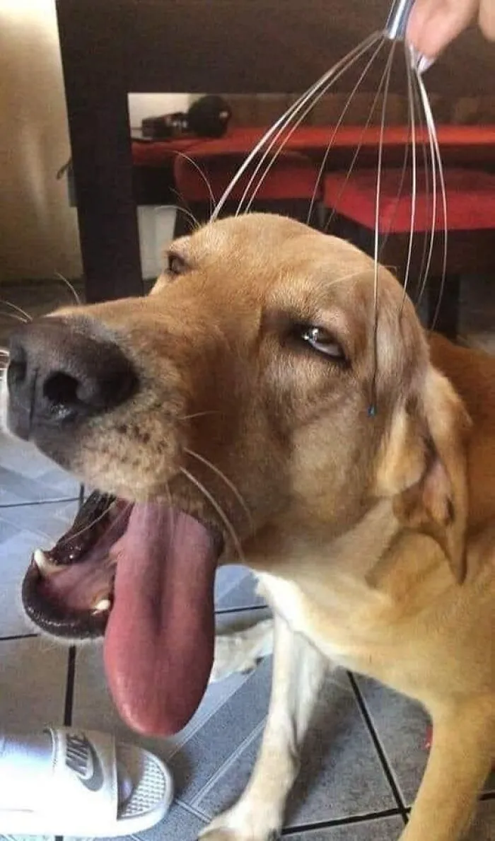 20 Publicaciones geniales de este grupo de FB dedicado al contenido reconfortante