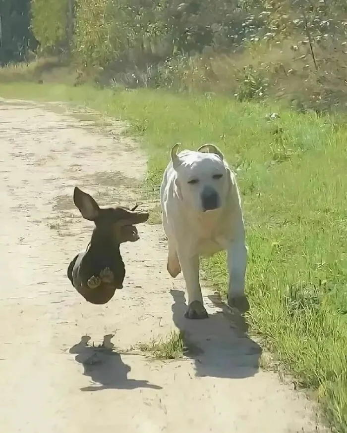 20 Divertidos memes que muestran por qué el perro es nuestro mejor amigo