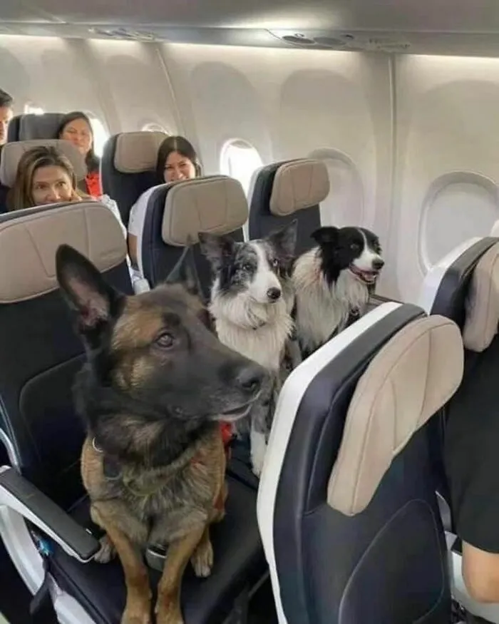 20 Divertidos memes que muestran por qué el perro es nuestro mejor amigo