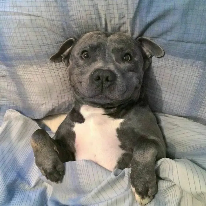 20 Divertidos memes que muestran por qué el perro es nuestro mejor amigo