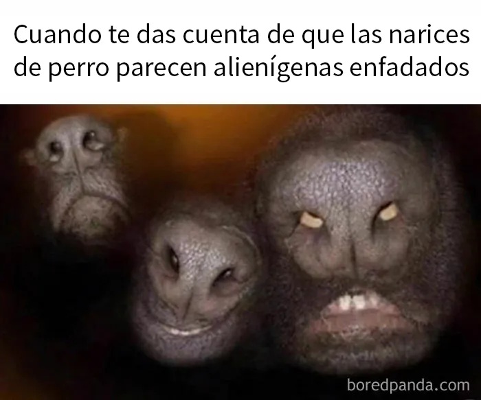 20 Memes absurdos y divertidos para relajar la mente