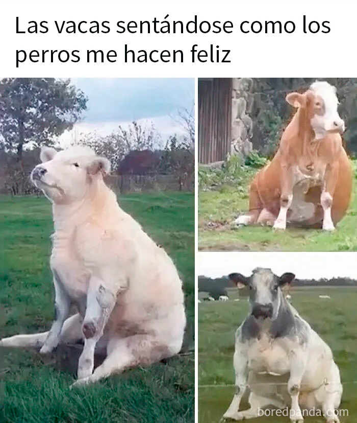 20 Divertidos memes para reírse de lo absurdo
