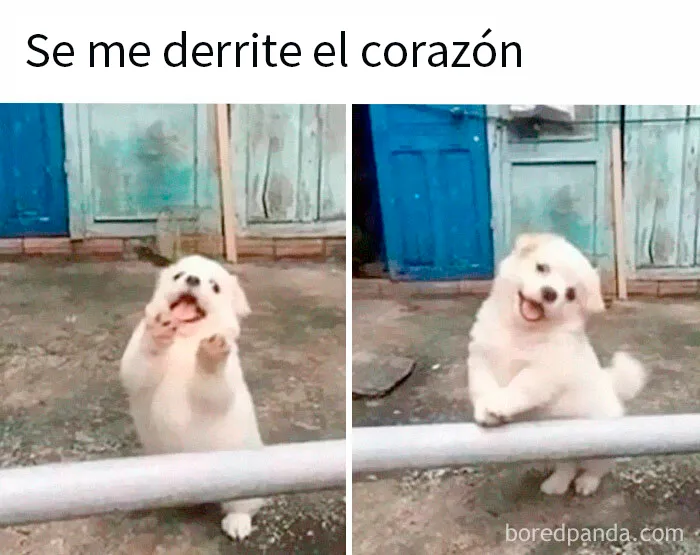 20 Divertidos memes para reírse de lo absurdo