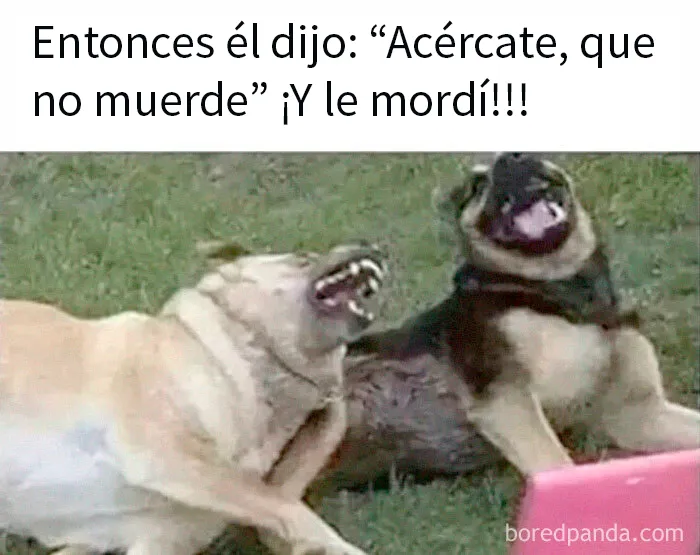 20 Divertidos memes para reírse de lo absurdo