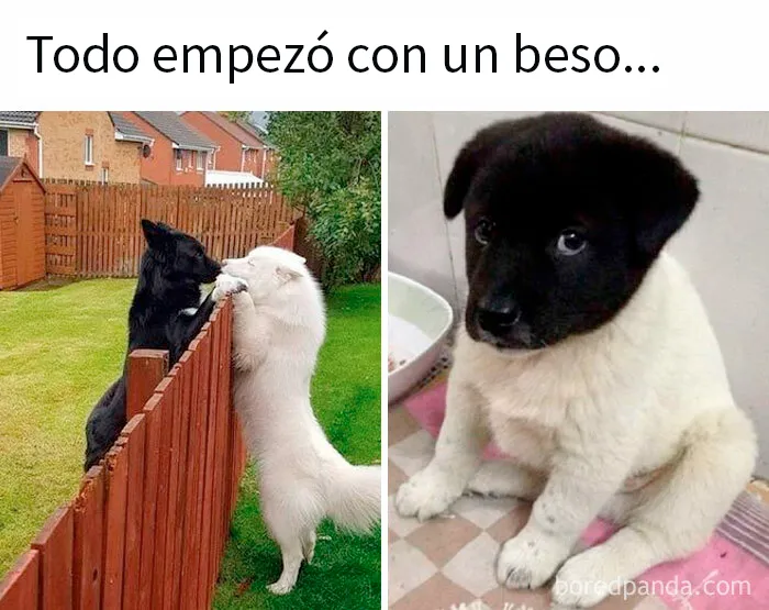 20 Divertidos memes para reírse de lo absurdo