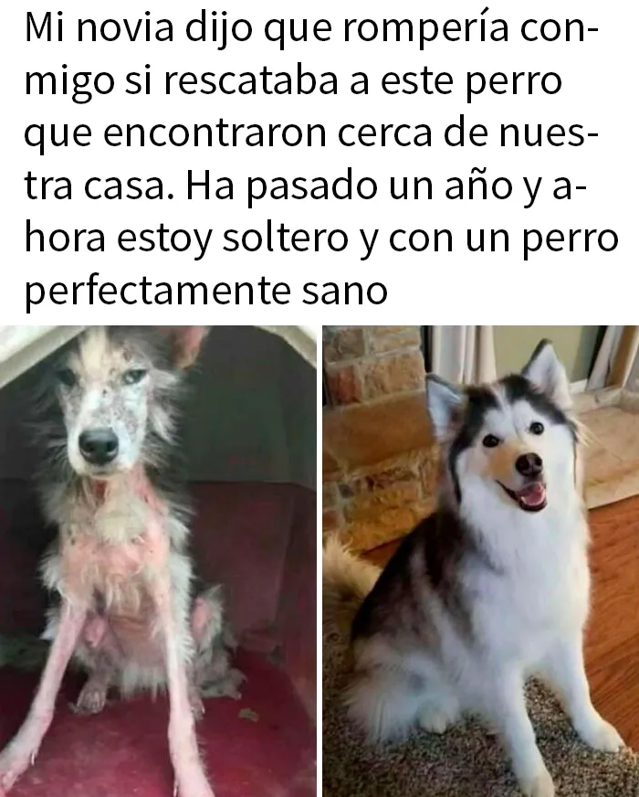 20 Divertidos memes que muestran por qué el perro es nuestro mejor amigo