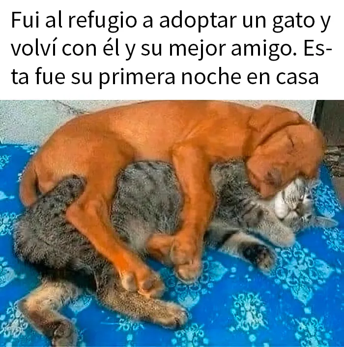 20 Divertidos memes que muestran por qué el perro es nuestro mejor amigo