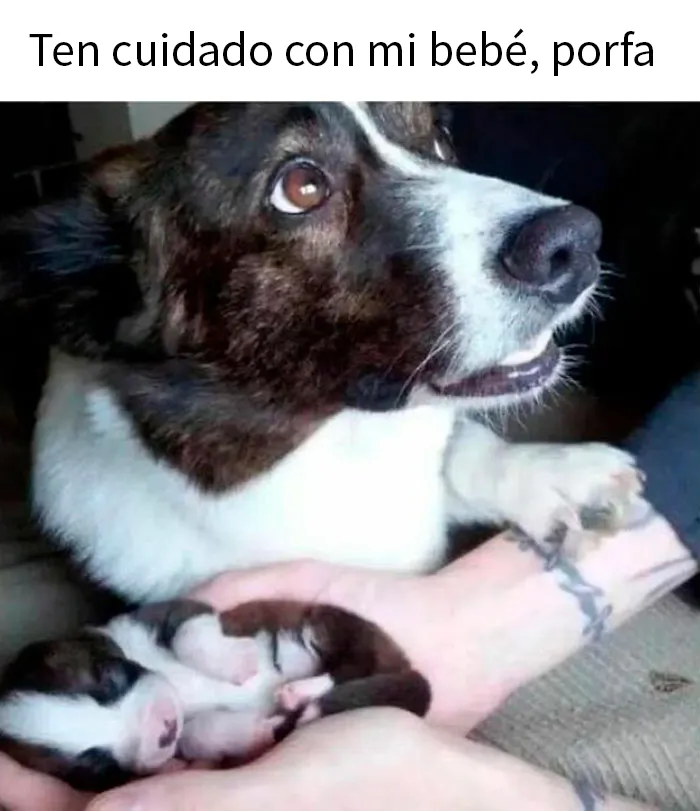 20 Divertidos memes que muestran por qué el perro es nuestro mejor amigo