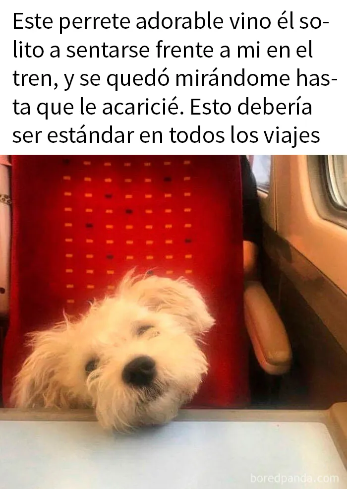 20 Divertidos memes que muestran por qué el perro es nuestro mejor amigo