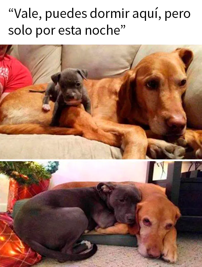 20 Divertidos memes que muestran por qué el perro es nuestro mejor amigo