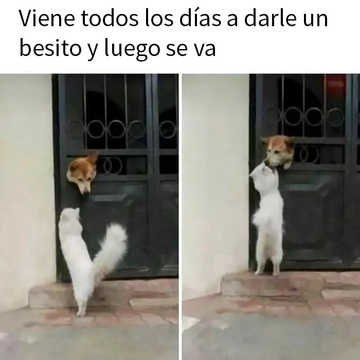 20 Divertidos memes que muestran por qué el perro es nuestro mejor amigo