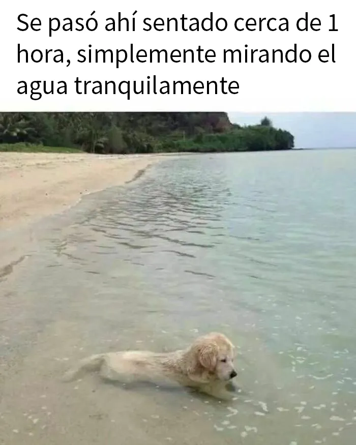 20 Divertidos memes que muestran por qué el perro es nuestro mejor amigo