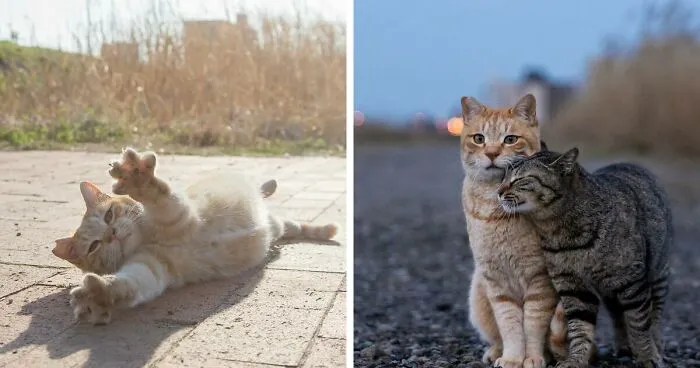 Estas 41 fotos de Masayuki Oki nos cuentan cómo es la vida de los gatos callejeros de Tokio