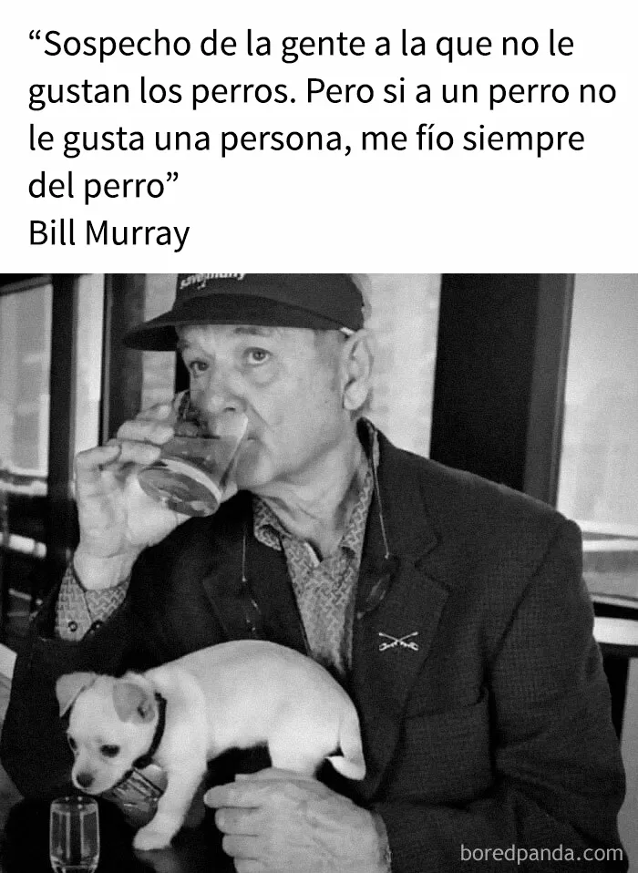 35 memes de perros adorablemente graciosos