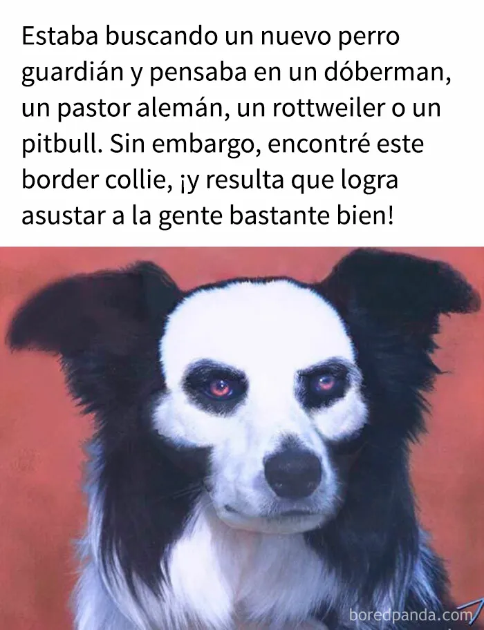 35 memes de perros adorablemente graciosos
