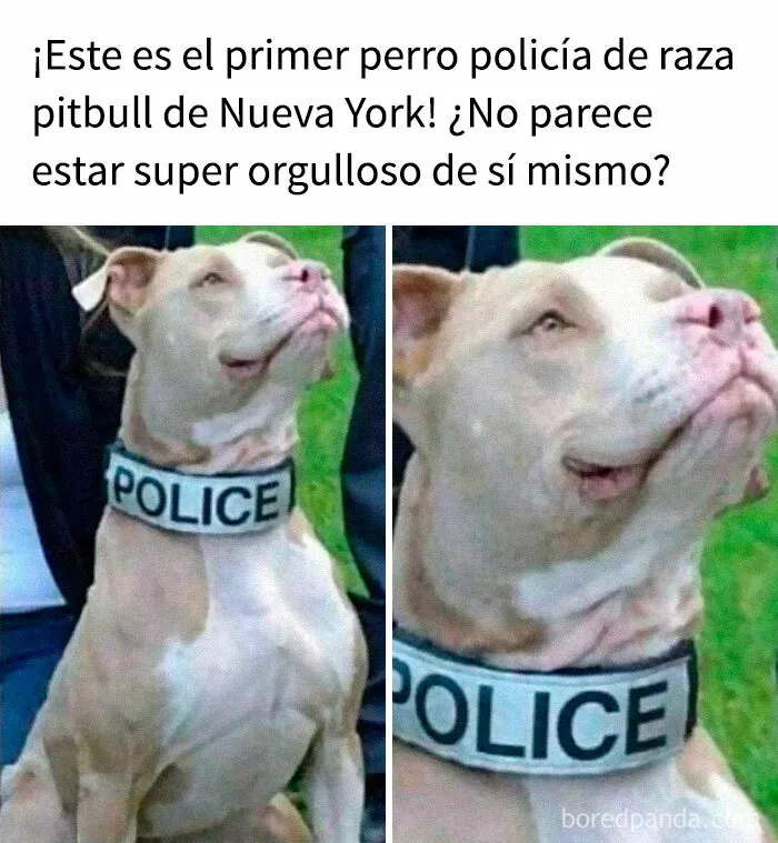 35 memes de perros adorablemente graciosos