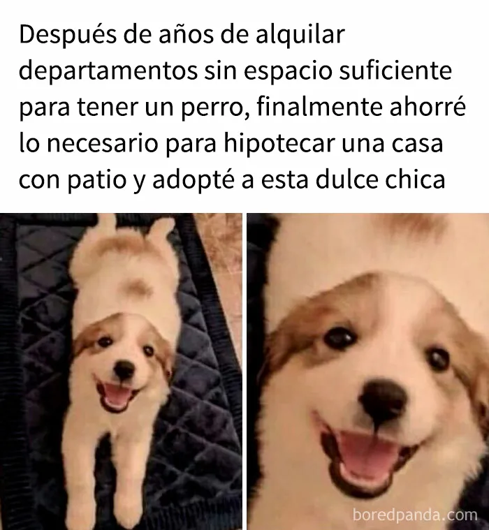 35 memes de perros adorablemente graciosos