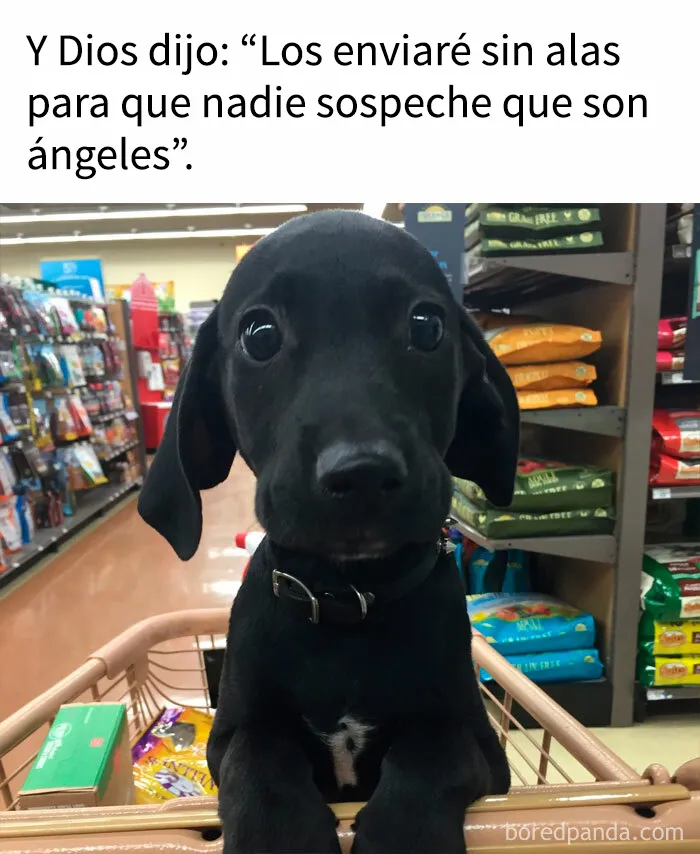 35 memes de perros adorablemente graciosos
