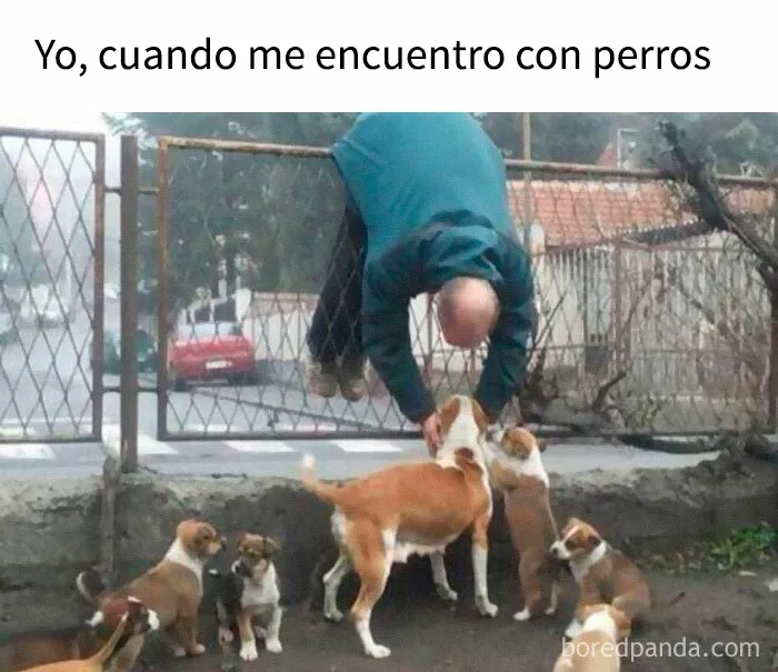 35 memes de perros adorablemente graciosos