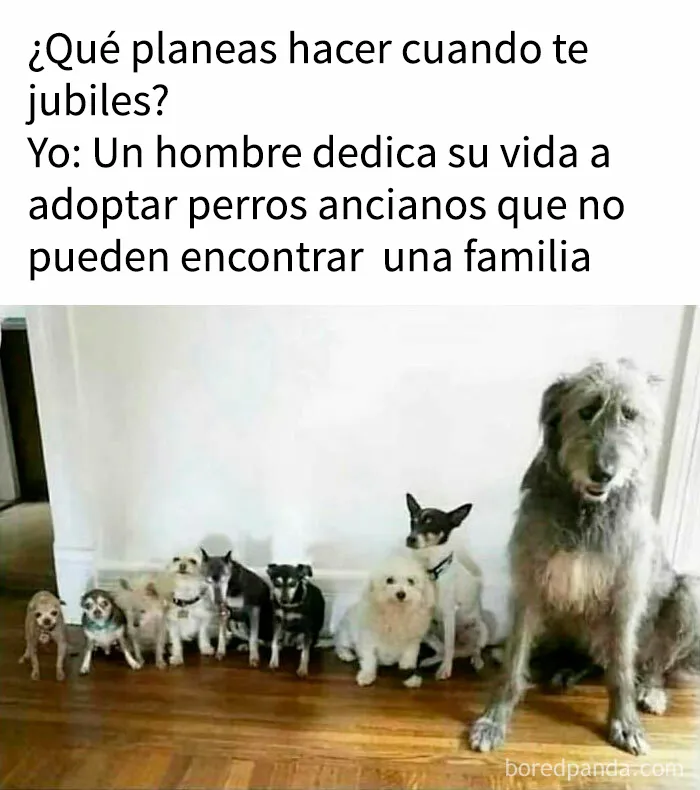 35 memes de perros adorablemente graciosos