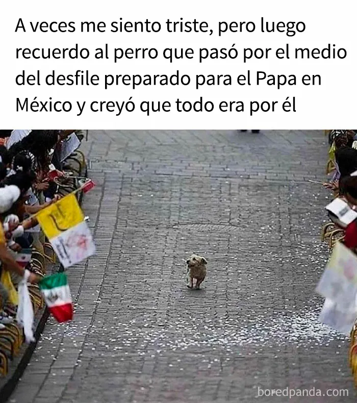 35 memes de perros adorablemente graciosos