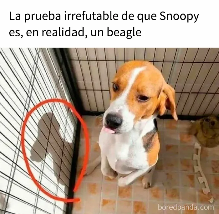 35 memes de perros adorablemente graciosos