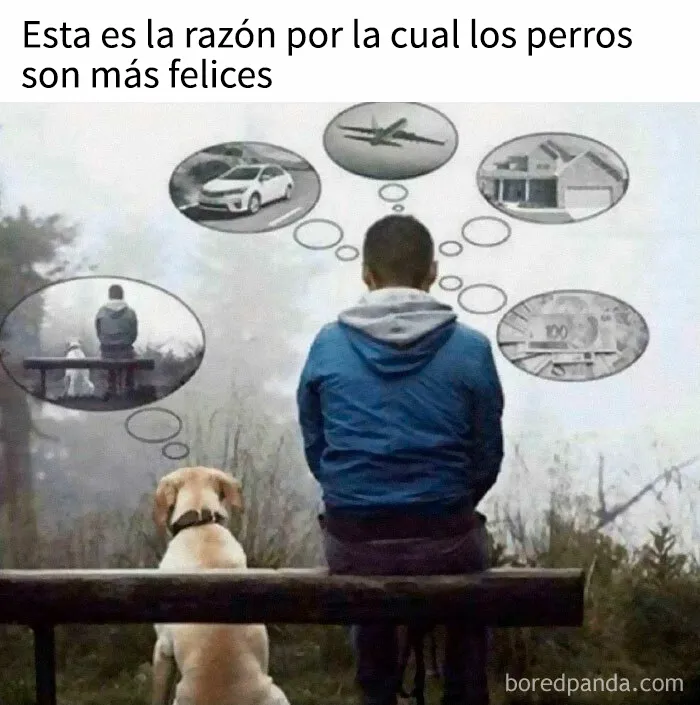 35 memes de perros adorablemente graciosos