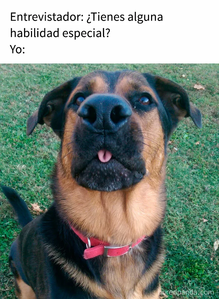 35 memes de perros adorablemente graciosos
