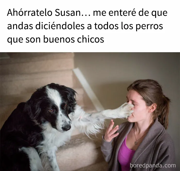 35 memes de perros adorablemente graciosos