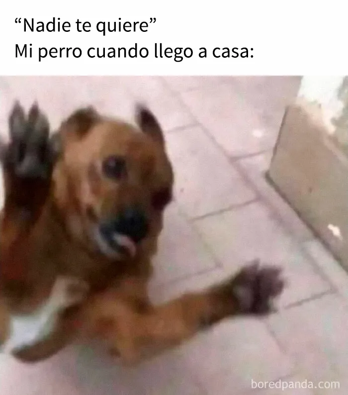 35 memes de perros adorablemente graciosos